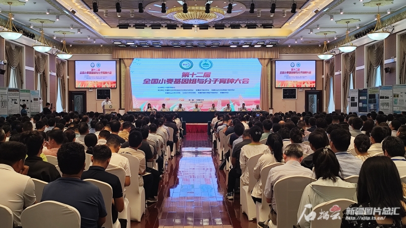 新疆小麦产业引发学界广泛关注，下一步怎么发展？