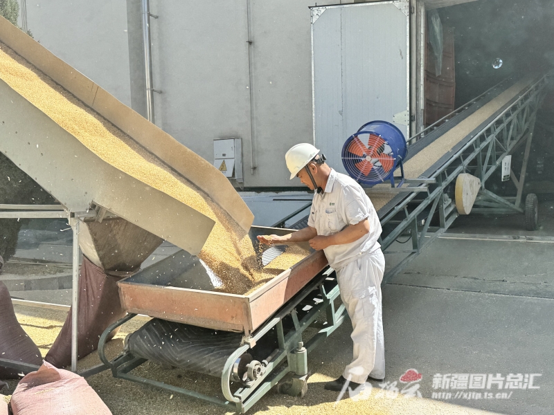 2024年新疆新收小麦质量位列全国第一