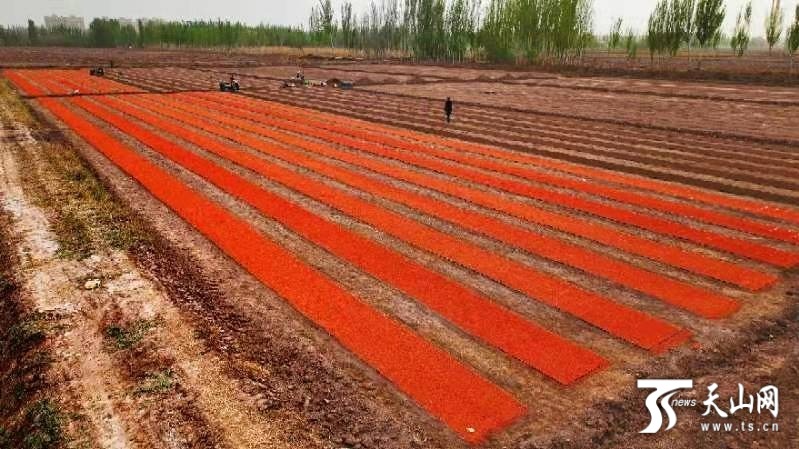 海水稻种子经过"包衣"后,能确保出苗率,包衣后的种子呈红色.