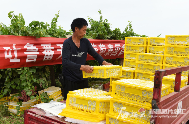 吐鲁番优质无核白葡萄首次从原产地走出国门