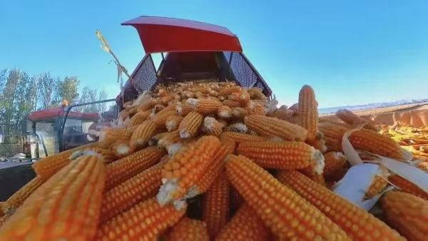 粮食收获已达九成 新疆今秋丰收在望