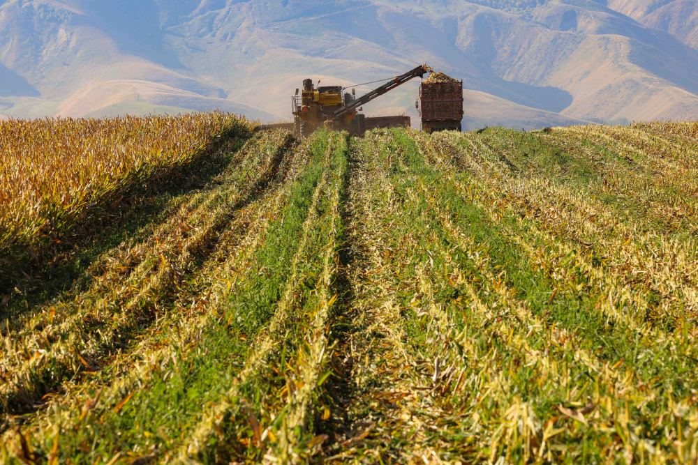 粮食收获已达九成 新疆今秋丰收在望