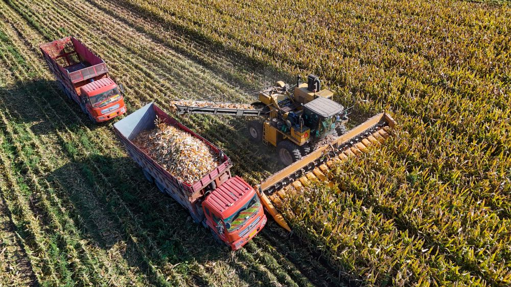 粮食收获已达九成 新疆今秋丰收在望