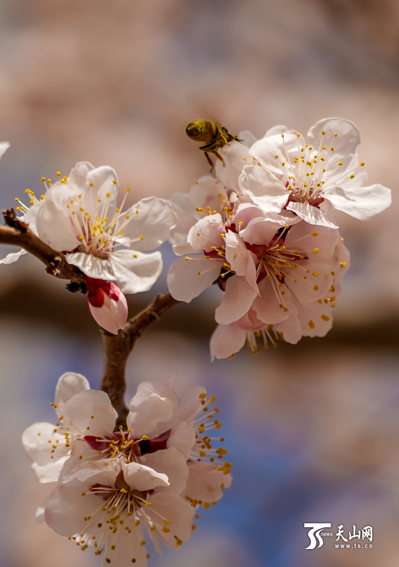 杏花朵朵开皮山春意浓