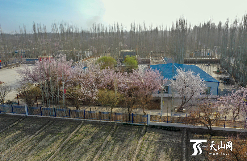 杏花朵朵开 皮山春意浓_美丽新疆_新疆维吾尔自治区人民政府网