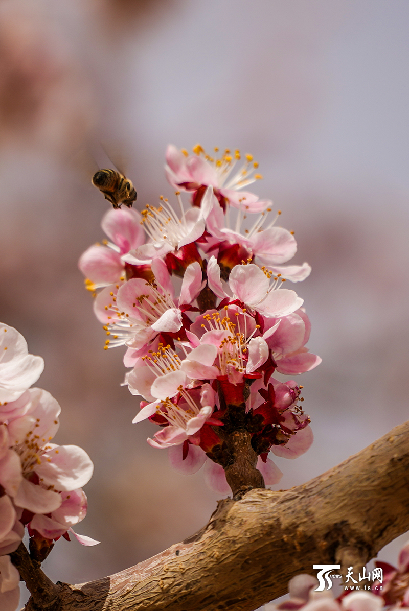 3月21日中午,皮山县科克铁热克乡,一只蜜蜂正在一簇盛开的杏花枝头采