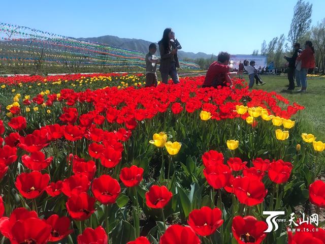 乌鲁木齐数百亩花海盛开