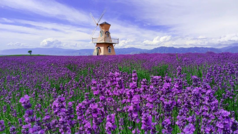 新源县:薰衣草花开迎客来_美丽新疆_新疆维吾尔自治区人民政府网