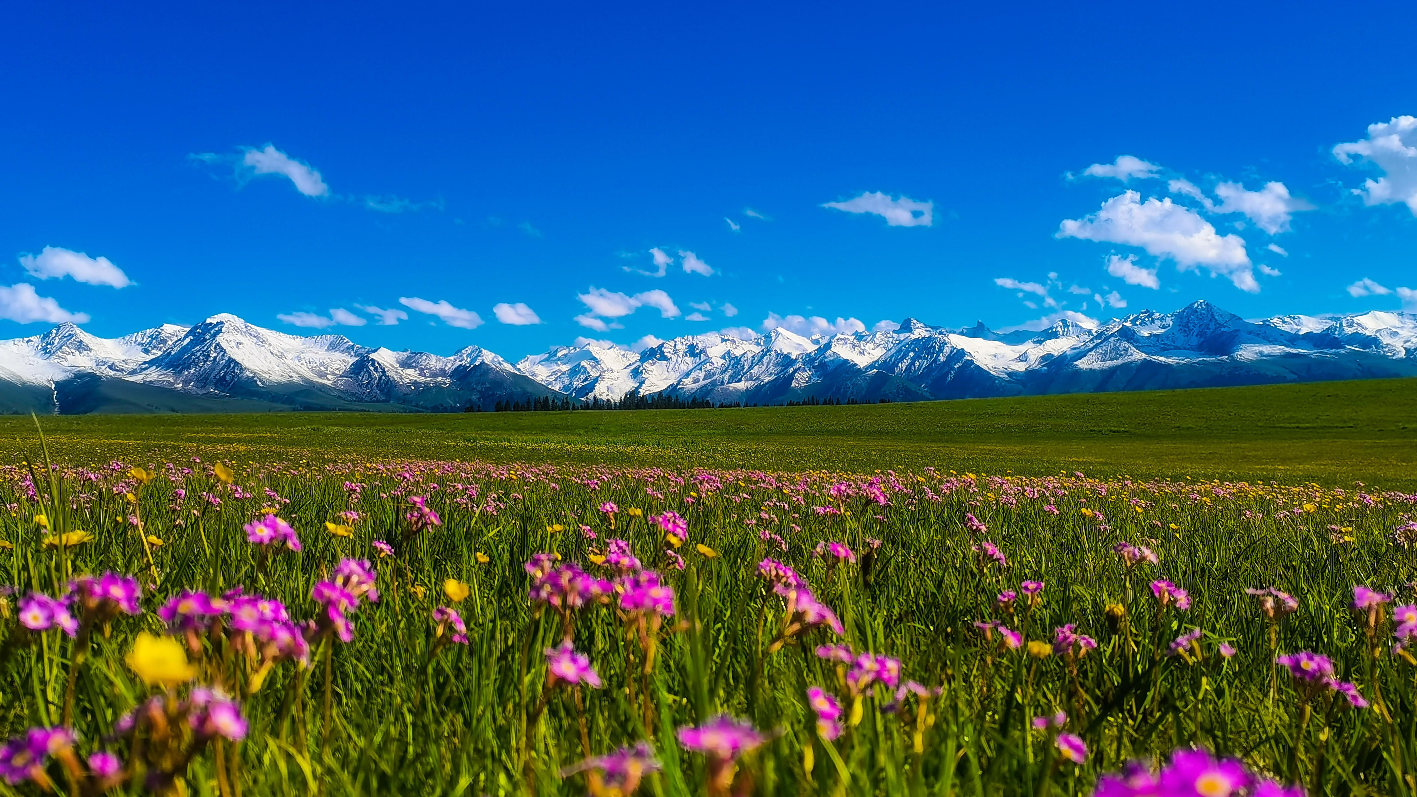 追花逐梦看新疆丨新疆特克斯草原花海醉游人
