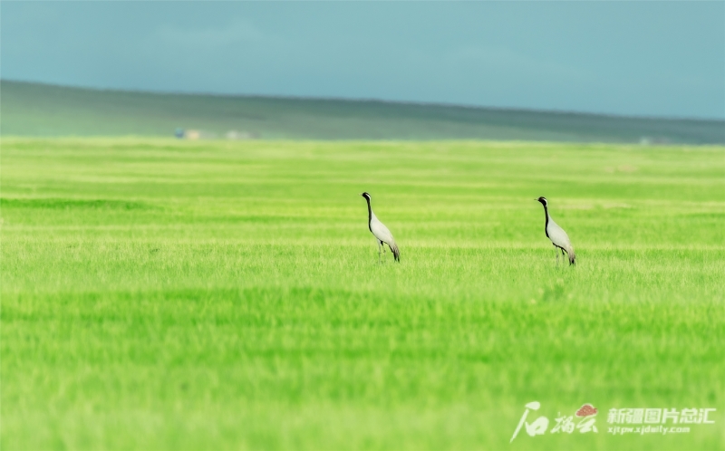 新疆夏日风景：美得让人心醉