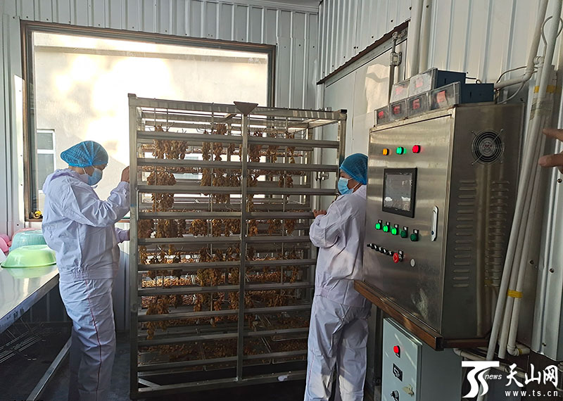 村民正在加工葡萄干(摄于4月23日)