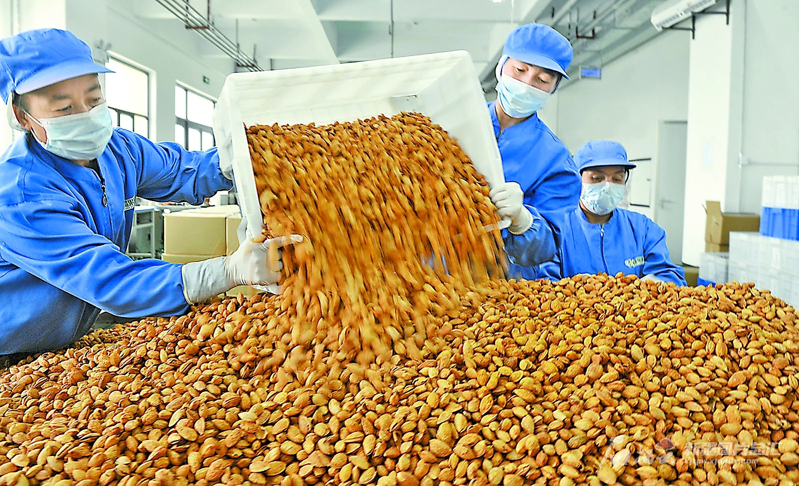 1月18日,员工在喀什疆果果农业科技有限公司干果加工生产车间加工